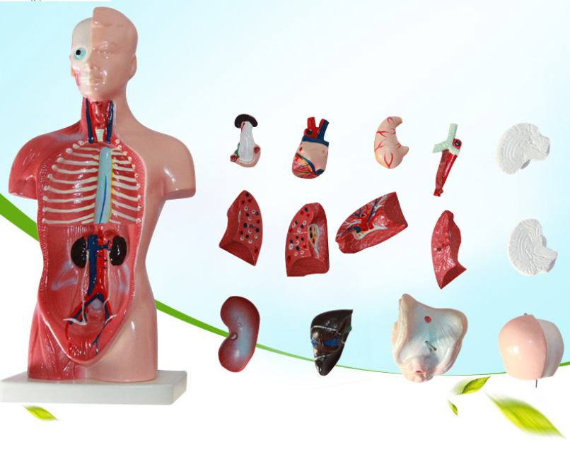 Human body model 28CM torso Human internal organs anatomical model Medical teaching aids skeleton Children's educational toys