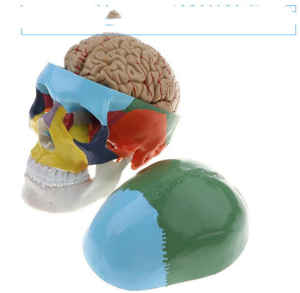 One-to-one Medical Simulation Human Skull Model