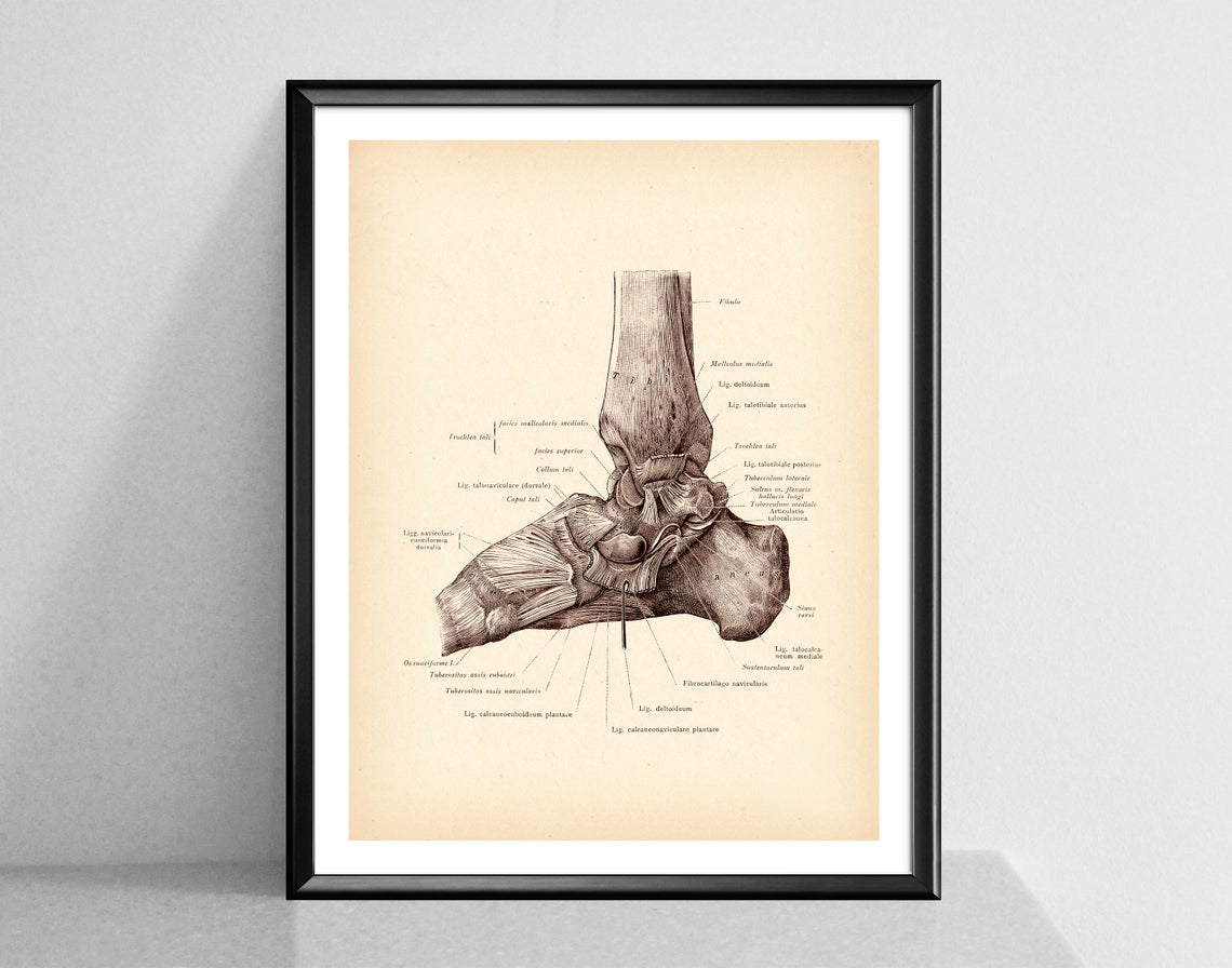 Modern Human Anatomy Musculoskeletal Medical Education Canvas Painting