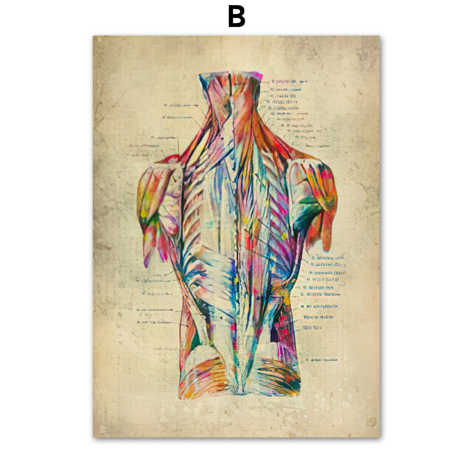 Human Muscular System Nordic Retro Anatomy Poster Medical Wall Canvas Painting