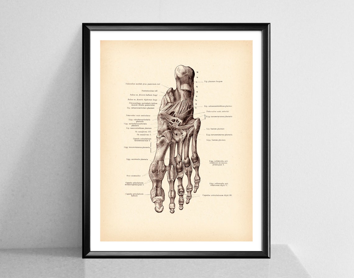 Modern Human Anatomy Musculoskeletal Medical Education Canvas Painting