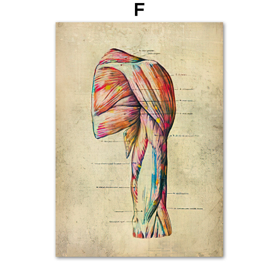 Human Muscular System Nordic Retro Anatomy Poster Medical Wall Canvas Painting