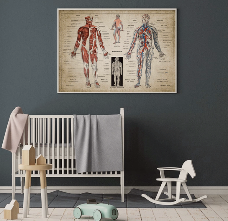 French Human Medical Anatomy Poster Wall Mount