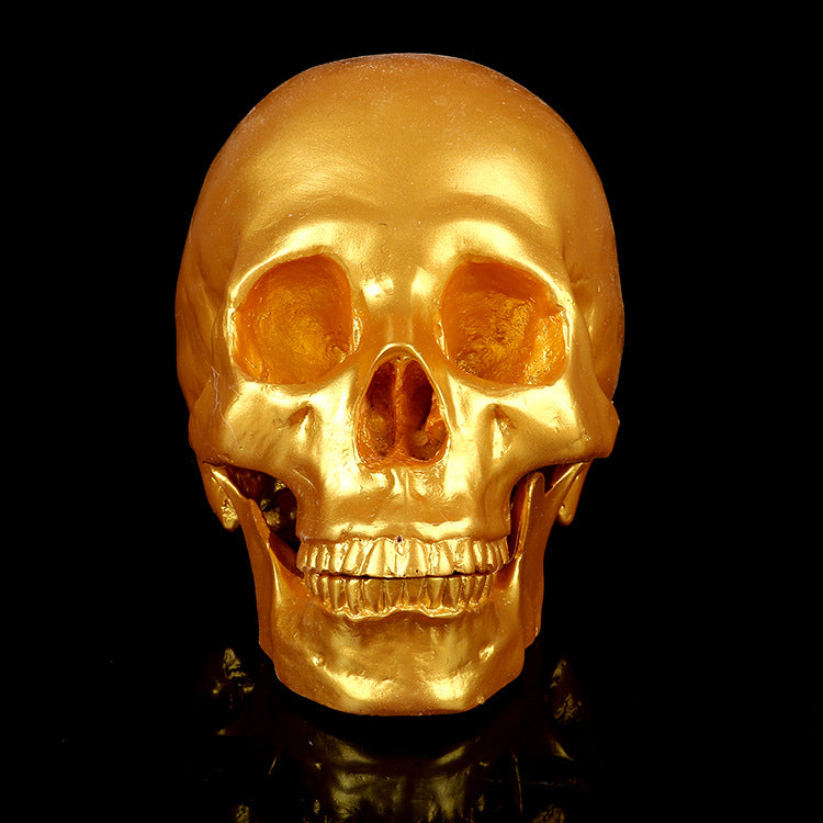 Resin Skull Medical School Popular Science