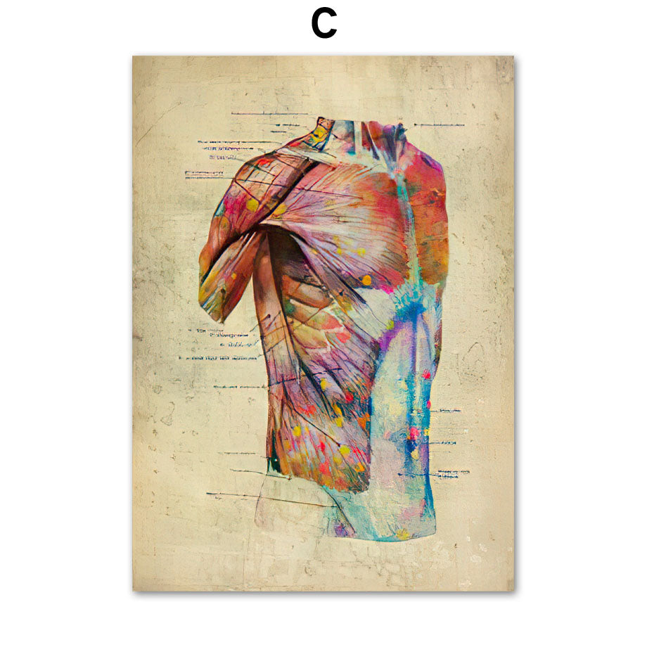 Human Muscular System Nordic Retro Anatomy Poster Medical Wall Canvas Painting