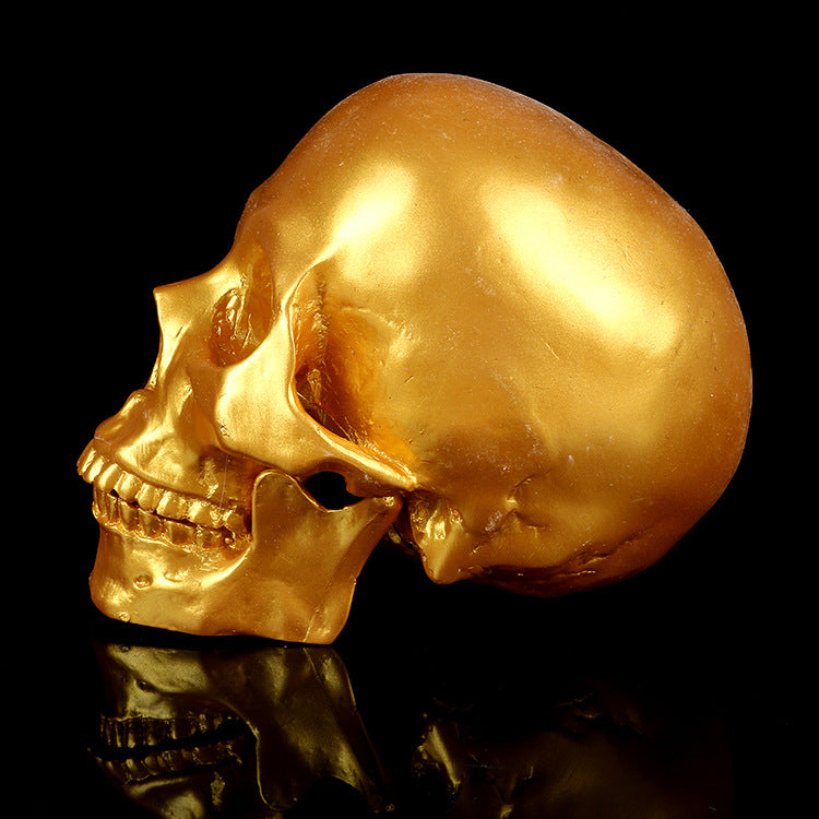 Resin Skull Medical School Popular Science