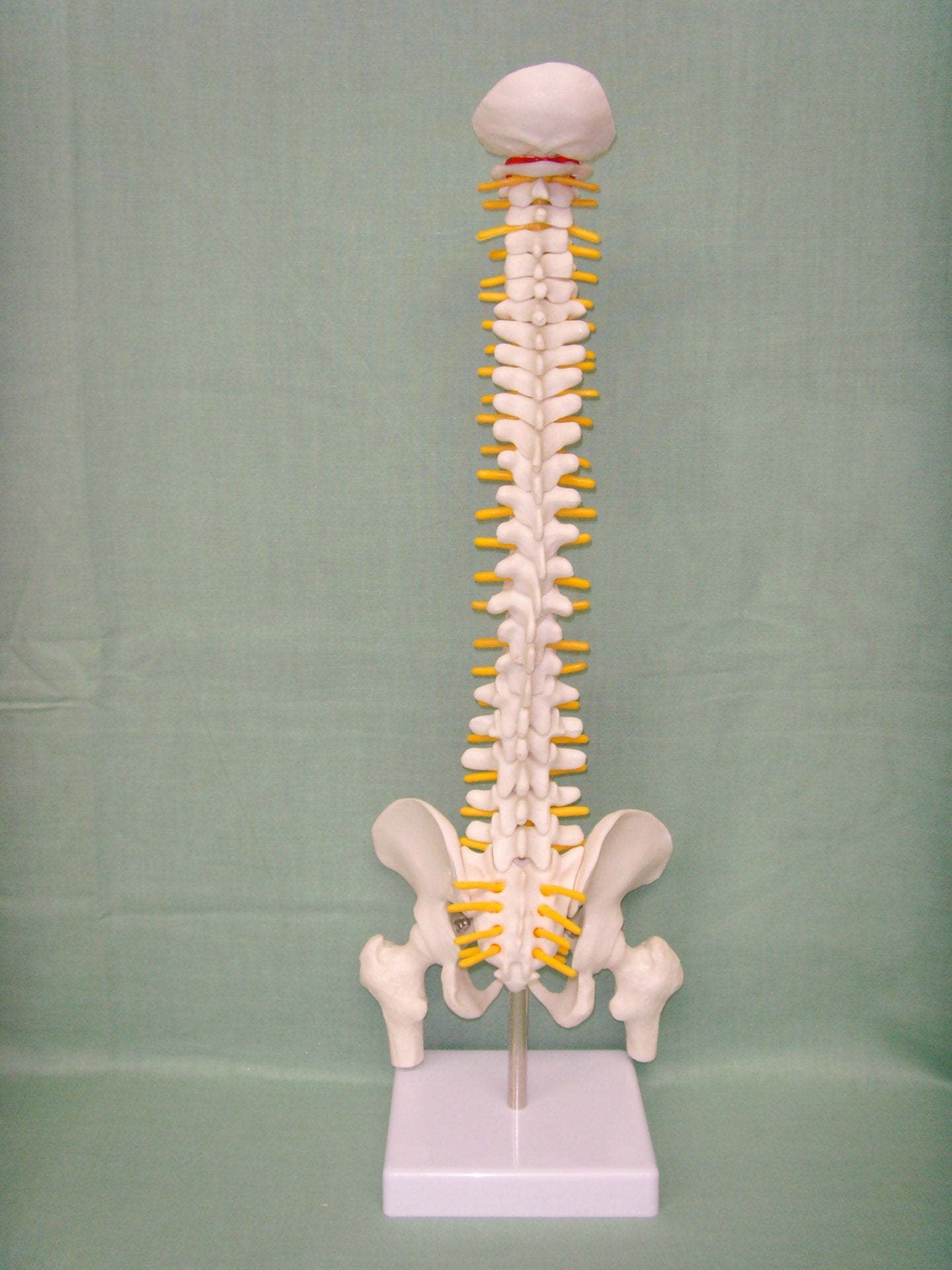 Human spine medical orthopedic bone model