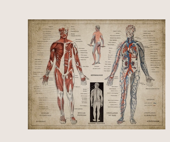 French Human Medical Anatomy Poster Wall Mount