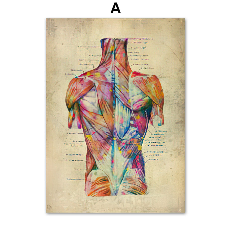 Human Muscular System Nordic Retro Anatomy Poster Medical Wall Canvas Painting