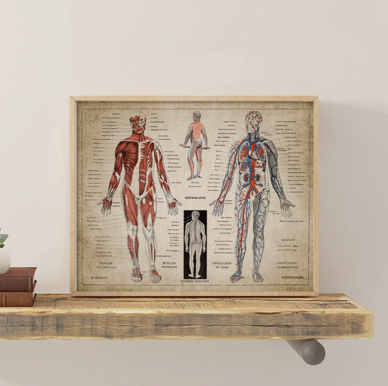 French Human Medical Anatomy Poster Wall Mount