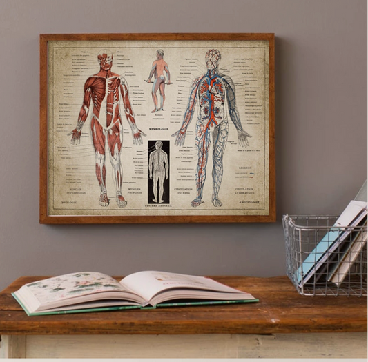 French Human Medical Anatomy Poster Wall Mount