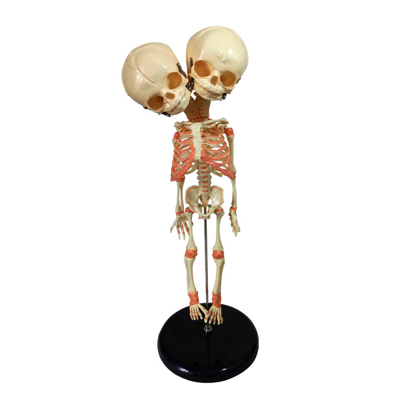 Double-headed Infant Bone Model For Medical Teaching