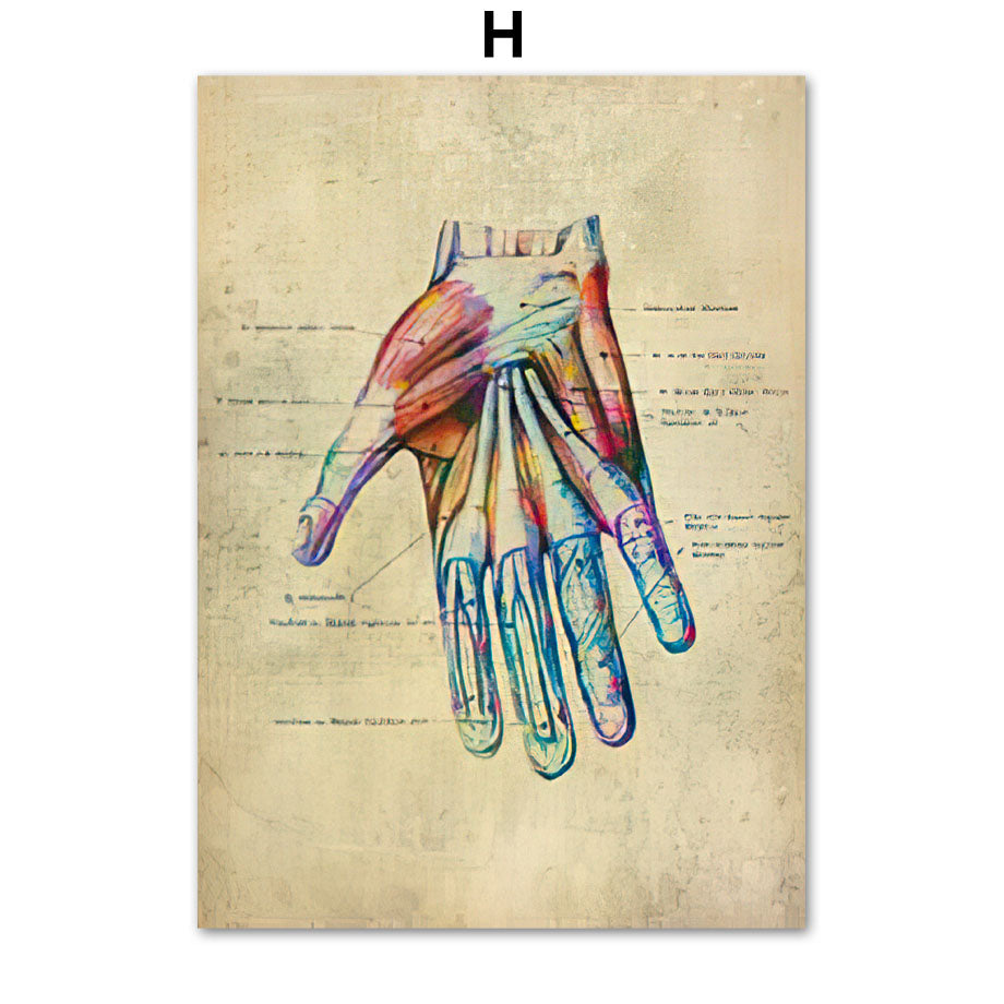 Human Muscular System Nordic Retro Anatomy Poster Medical Wall Canvas Painting