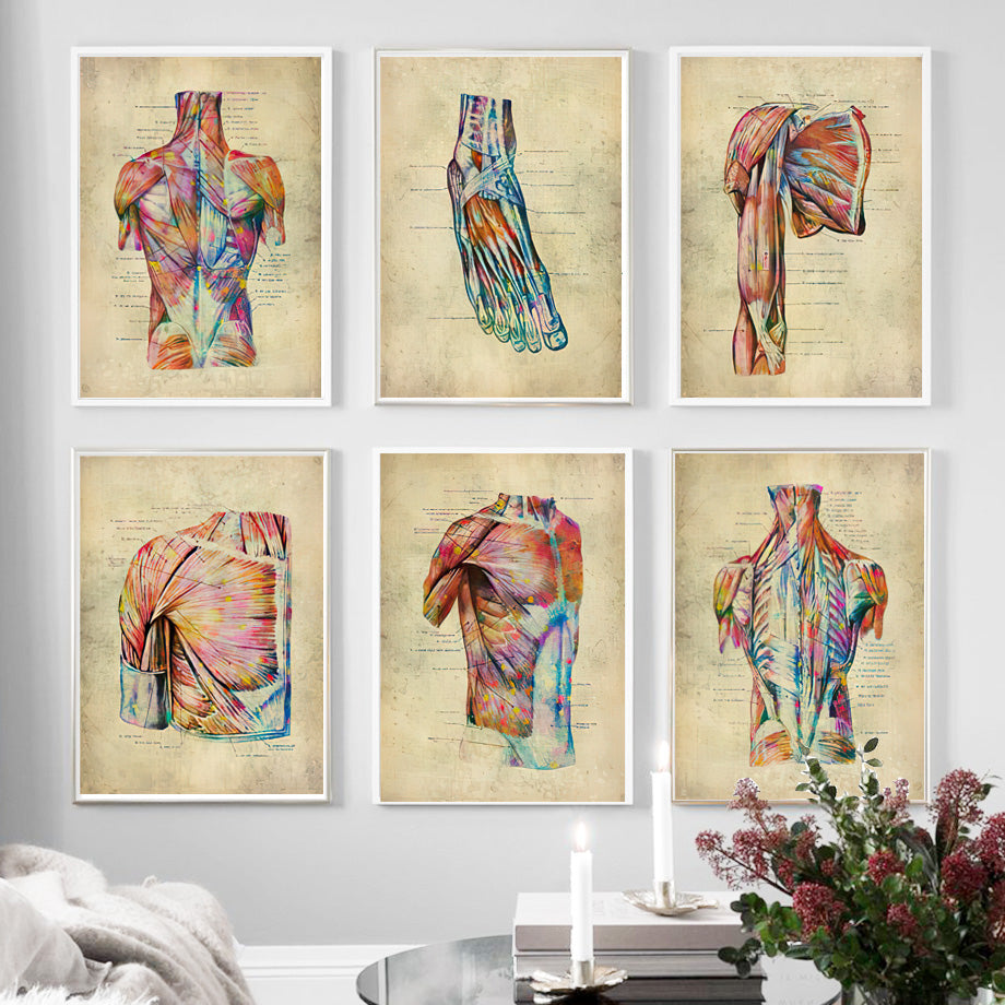 Human Muscular System Nordic Retro Anatomy Poster Medical Wall Canvas Painting