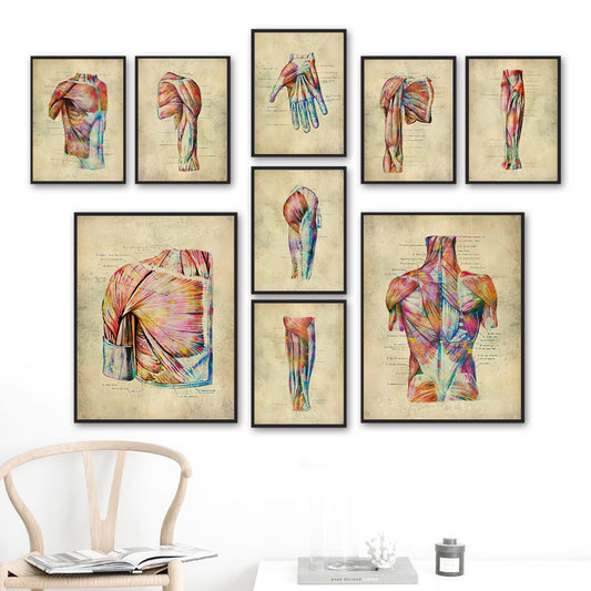 Human Muscular System Nordic Retro Anatomy Poster Medical Wall Canvas Painting