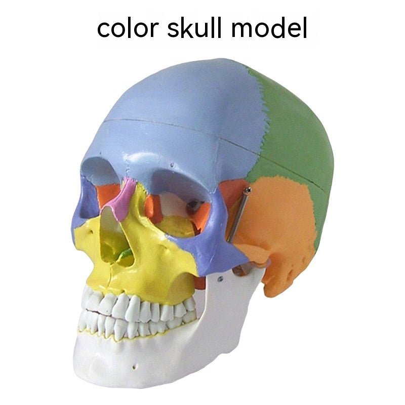 One-to-one Medical Simulation Human Skull Model